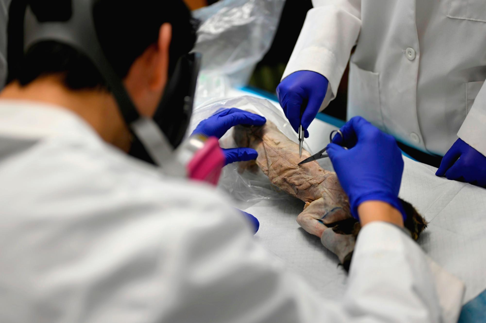 Students from the Honors Human Anatomy and Physiology class point out the latissimus dorsi, a muscle in the back. They worked on a cat dissection for the past two weeks.