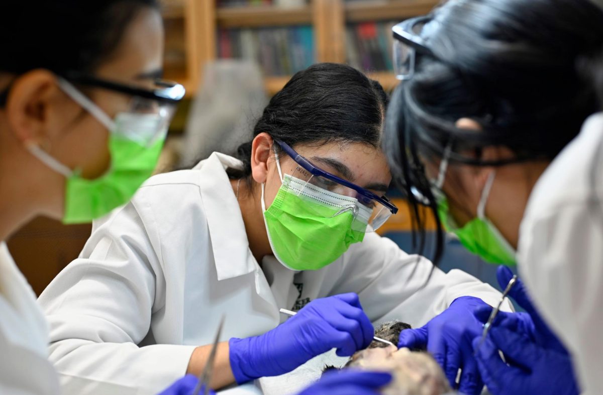 Sidak Sanghari (12) cleans the connective tissue away from the muscles in the hind leg with a blunt probe. Students utilized tools like forceps, probes and scissors to perform a comprehensive dissection of the cat.