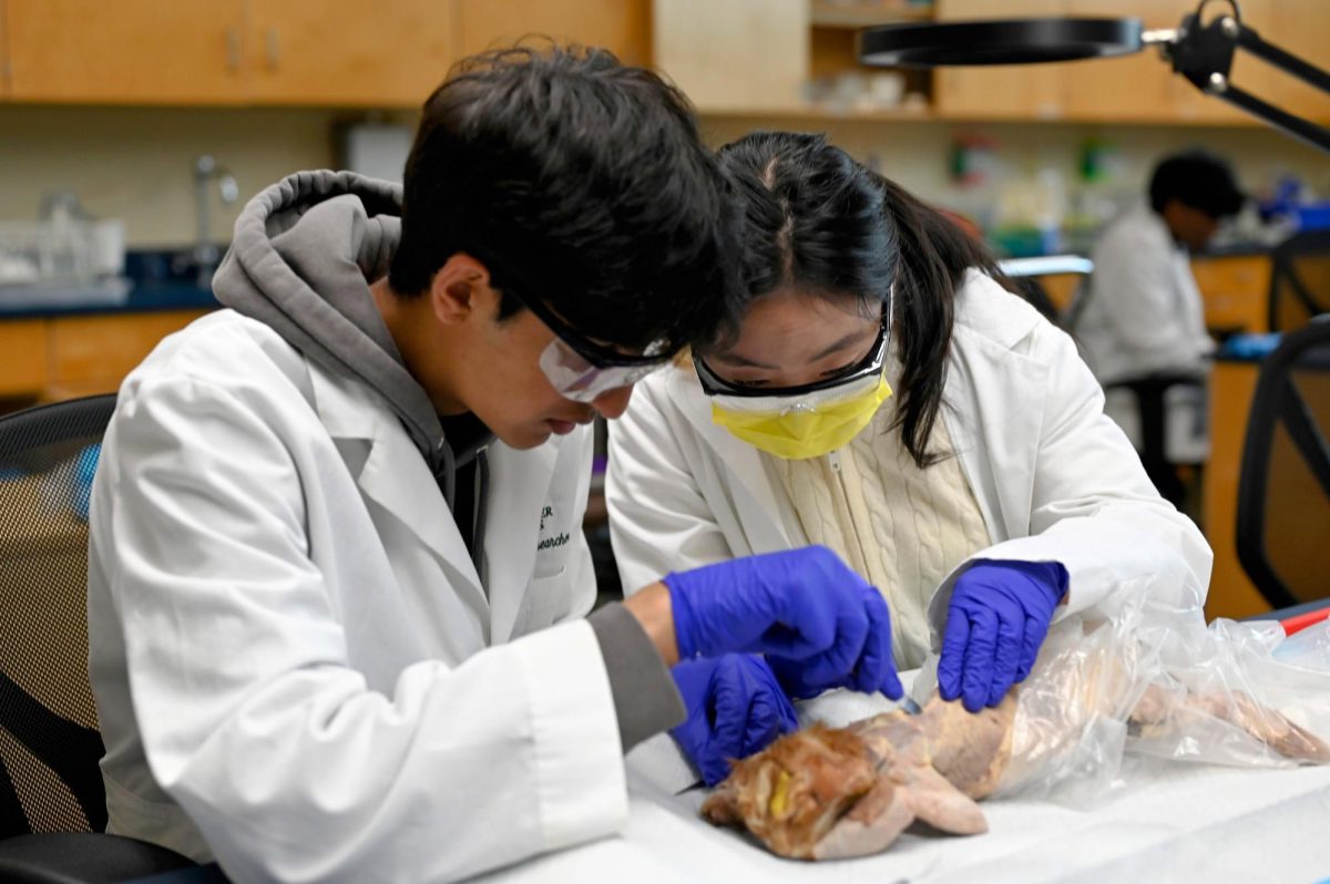 Advay Monga (12) and Young Min (12) work together to examine the cat's back muscles. After learning the names and functions of the muscles, Human Anatomy and Physiology students took a practical quiz with their dissected cats.