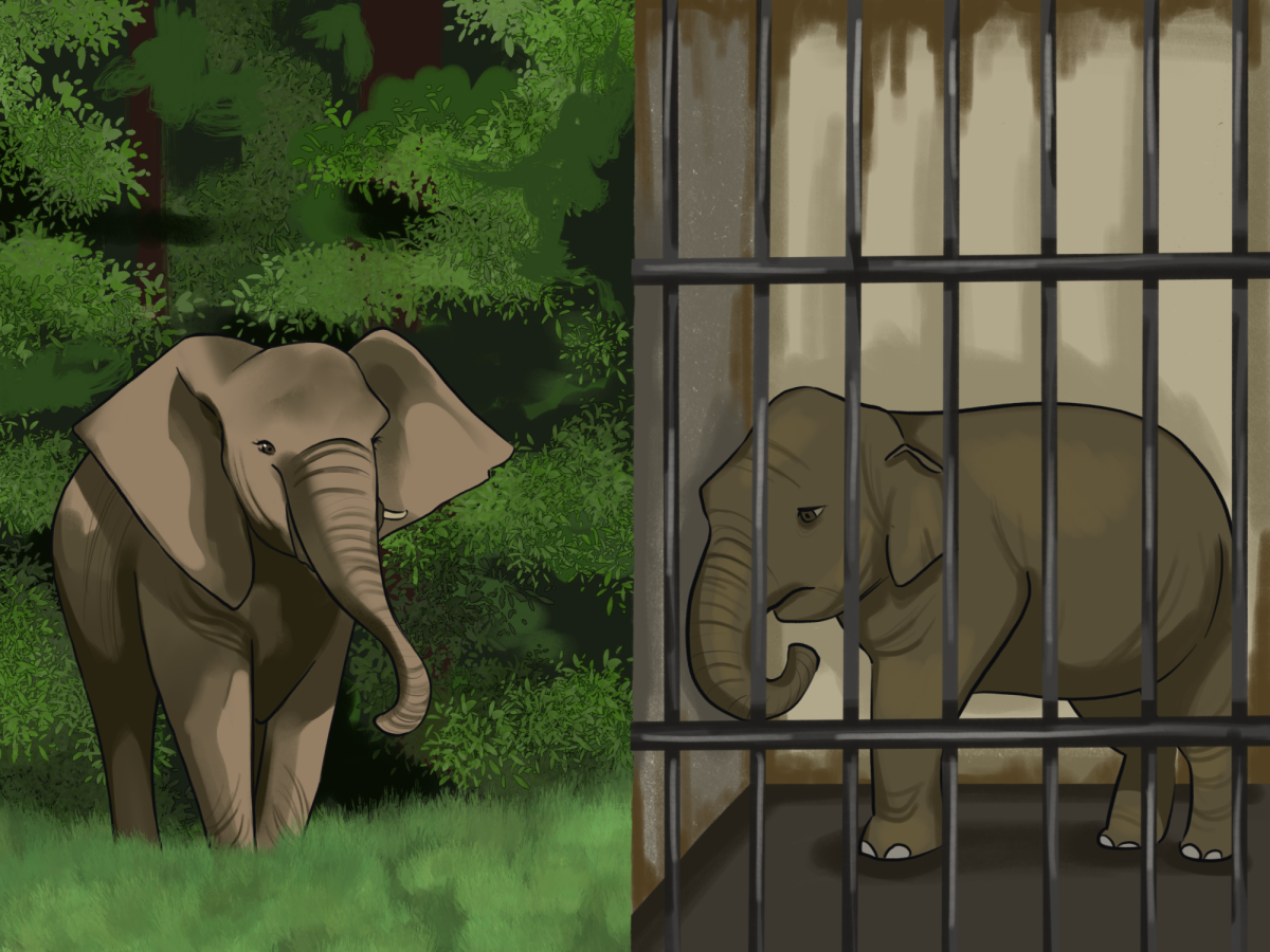 Large animals such as tigers and elephants are meant to roam vast territories, yet zoo enclosures provide only a fraction of the space they require.