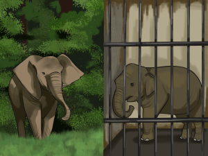 Large animals such as tigers and elephants are meant to roam vast territories, yet zoo enclosures provide only a fraction of the space they require.