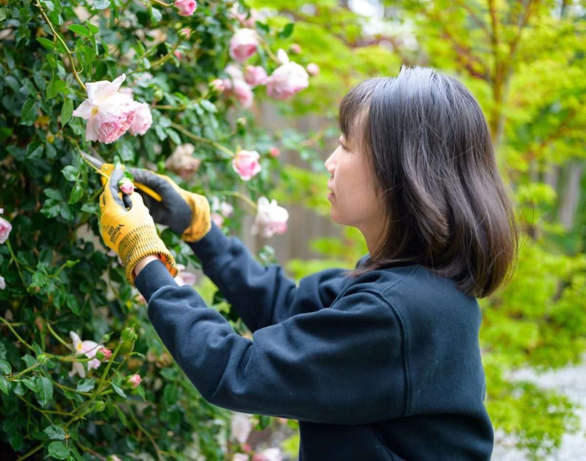 Chemistry Teacher Ran Tao tends to her Abraham Darby Roses. Over her years as a gardener, she has noticed thematic similarities between gardening and teaching. (Provided by Ran Tao)