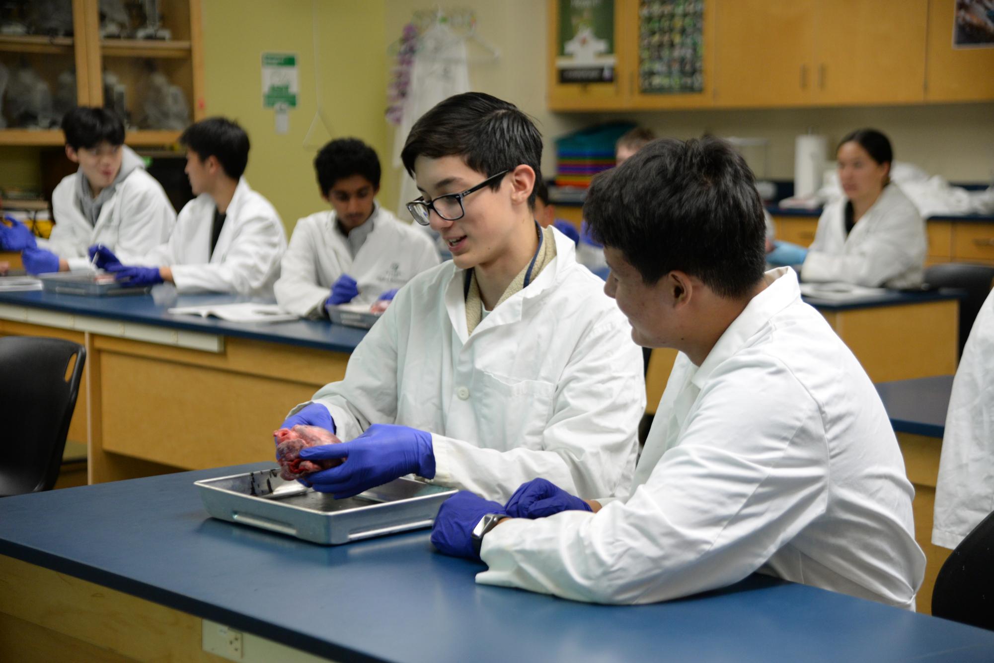 Medical Club members Nathaniel Steeg (9) and Bartu Milci (9) observe the heart muscles together. Evening of Medicine attendees rotated through three stations, one of which was the pig heart dissection led by Medical Club advisor Dr. Matthew Harley.