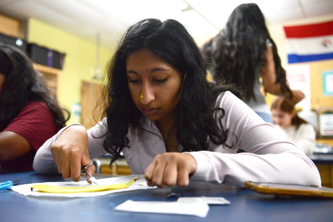 Sophomore Riya Chatterjee holds a pieceof thread with her forcepts as she drives the suturing needle through the banana skin. Students in the suturing activity were given their own banana peels to practice on.