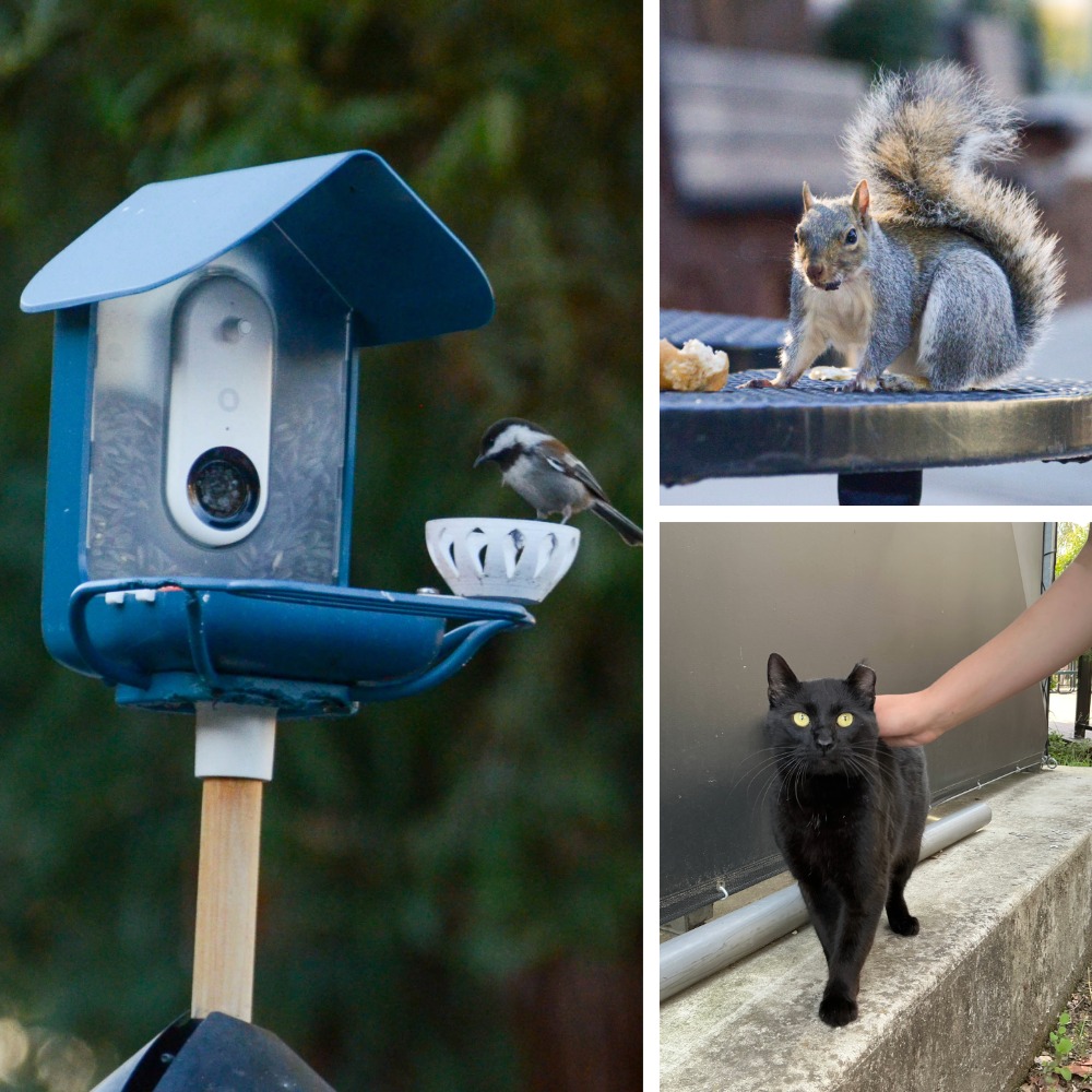 Harker is home to a variety of animals — crows, squirrels and a litter of black cats. While it’s often hard to catch them between 8 and 3, one can almost certainly get a glimpse of Harker’s wildlife in the early mornings or late afternoons.