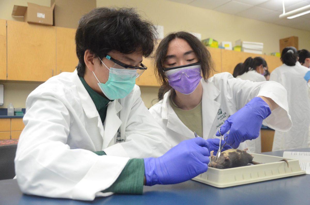 Med club members Gary Xu and Yimo Xie dissect a specimen during a session focusing on exposing internal structures in the abdominal and thoracic cavities. They used forceps and scissors to carefully open the body cavity and examine organs up close.